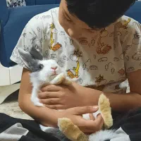 خرگوش لوپ|موش و خرگوش|طرقبه, |دیوار