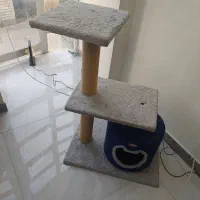 درخت گربه