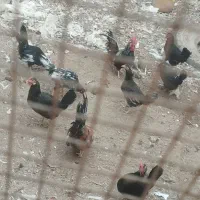 سلام.مرغ.خروس.غاز|حیوانات مزرعه|شادگان, |دیوار