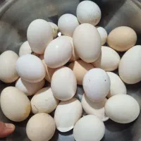 تخم مرغ محلی