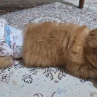 توله سگ|سگ|کرج, عظیمیه|دیوار