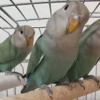 طوطی برزیلی|پرنده|تهران, صادقیه|دیوار