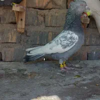 کفتر نر۴عدد