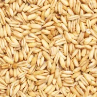 گندم بذر گونی کرده