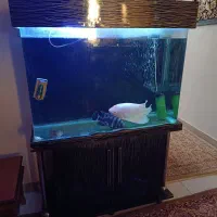 آکواریوم با ماهی و لوازم