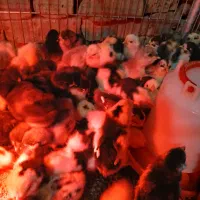 جوجه گلین تک تاج یکماهه واکسینه ۱۵ روزه چهل تاج|حیوانات مزرعه|خمینی‌شهر, |دیوار