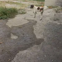 سگ نگهبان باهرچی به کارم بیاد معاوضه میکنم
