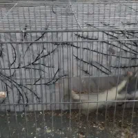 عروس هلندی|پرنده|اسفیچ, |دیوار