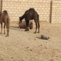 دو نفر شتر بلبون