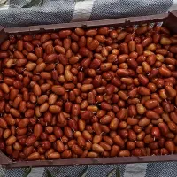 سنجد