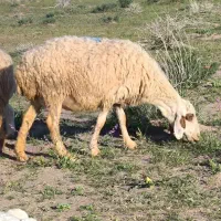 میش بدون بره