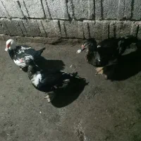 اردک اسرائیلی ماده و نر ۲ تا