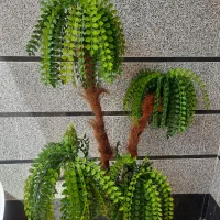 نخل   تزیینی خوشکل تمیز