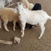 کهره وبره و نرسانن
