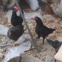 تعدادی خروس جوان مرندی و گلین