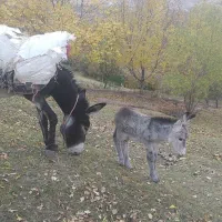 فروشی|حیوانات مزرعه|اسکو, |دیوار