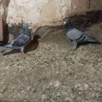 کفتر|پرنده|نیشابور, کوی حسینی|دیوار