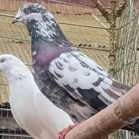 کبوترتیر ماهی|پرنده|لنگرود, |دیوار