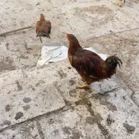 فروش ۵۰ عدد مرغ و‌جوجه ۵-۶ ماهه