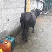 گاو‌چالوسی