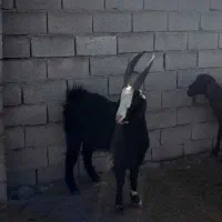 نر بز چاتمه|حیوانات مزرعه|سنگدوین, |دیوار