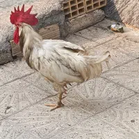 مرغ و خروس|حیوانات مزرعه|بندر کنگان, |دیوار