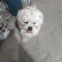 سگ جسی|سگ|ورامین, خیر آباد|دیوار