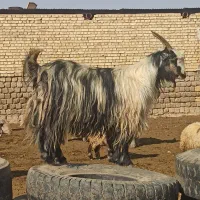 ی بز جوان سه سال