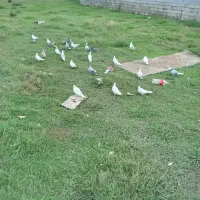 کبوتر پروازی|پرنده|رشت, حومه رشت|دیوار