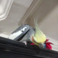 یک عدد عروس هلندی سخنگو