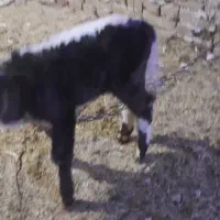 گاوشیرده باگوساله|حیوانات مزرعه|ضیاء آباد, |دیوار