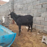 بز محلی درجه یک|حیوانات مزرعه|آبسرد, |دیوار