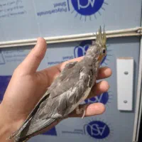 جوجه عروس سرلاکی