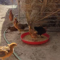 جوجه محلی درجه یک