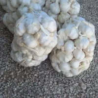 سیر مغان|خوردنی و آشامیدنی|گوگان, |دیوار