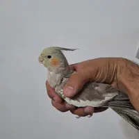 عروس هلندی ۳ ماه رام