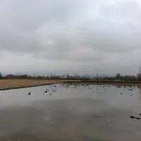 5000هزارمتر-شالیزار-سنتی-بابر80