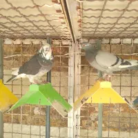 مجسمه دوتا کفتر