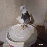 طوقی نر مست
