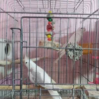 عروس هلندی آلبینو و لوتینو مولد بشرط|پرنده|قم, علی آباد|دیوار