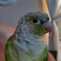 طوطی گرینجیک ۸ ماهه