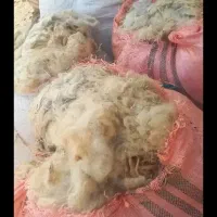 پشم گوسفندی شستشو ‌شده|رختخواب، بالش، پتو|خسروشاه, |دیوار