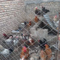 خروس مرغ غاز قوغاز