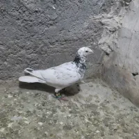 کبوتر هفرنگ