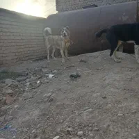 توله افغان