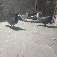 کفتر هوایی