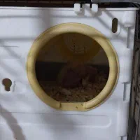 جوجه عروس هلندی