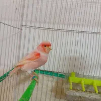 قناری موزاییکی اورجینال سرخ نر و ماده و جوجه