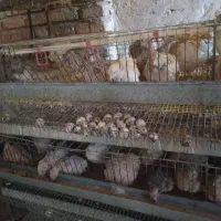 بیلدیرچین نروماده|حیوانات مزرعه|مرند, |دیوار