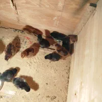 جوجه بومی یک هفته